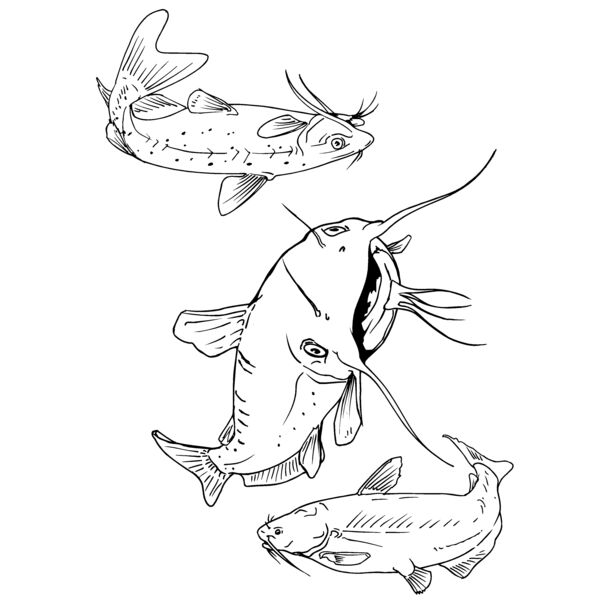 catfish Thumbnail