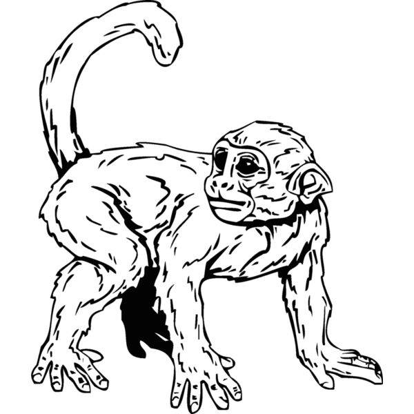 monkey Thumbnail