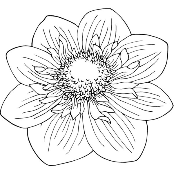 dahlia2 Thumbnail