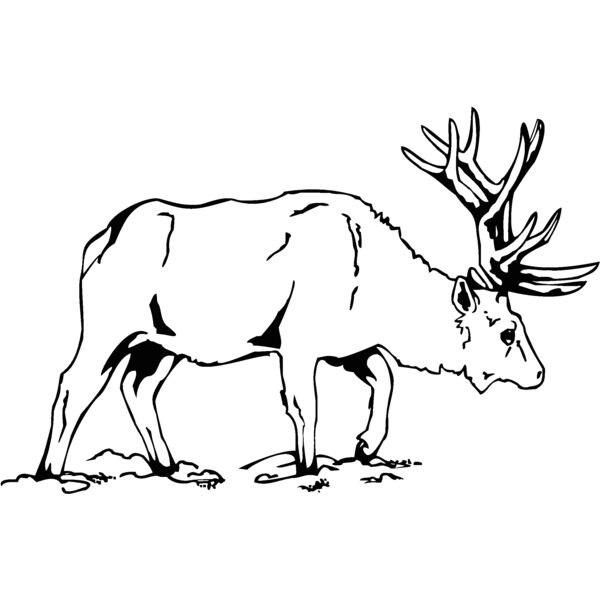 caribou Thumbnail