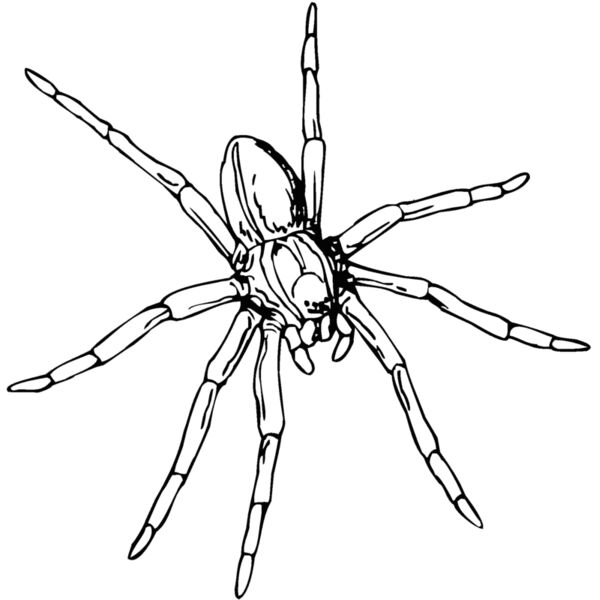 spider3 Thumbnail