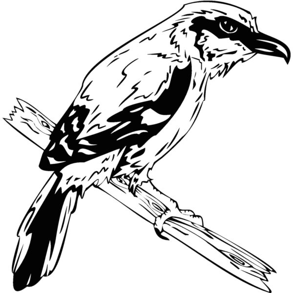 bird11 Thumbnail