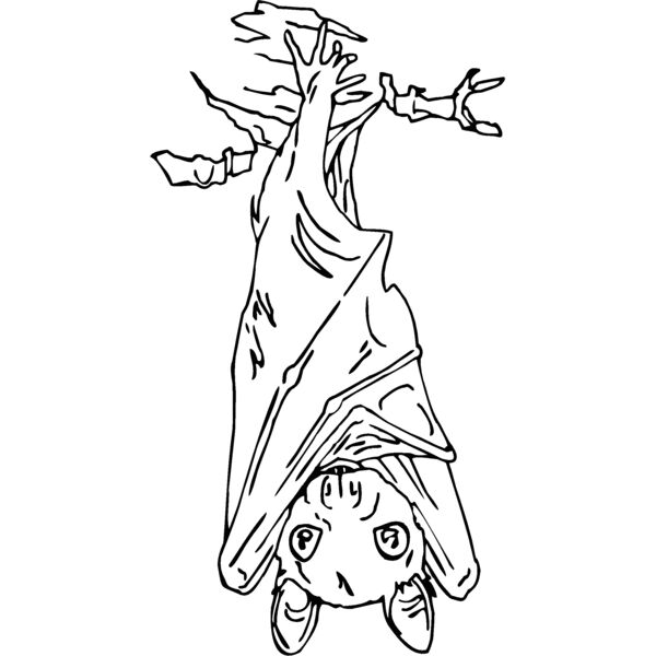 bat7 Thumbnail