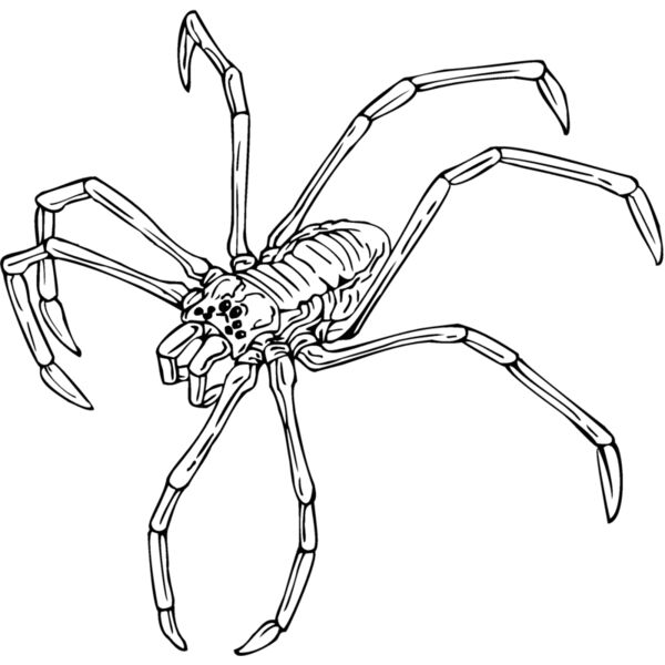 spider Thumbnail