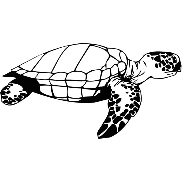 turtle3 Thumbnail