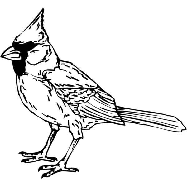 cardinal Thumbnail