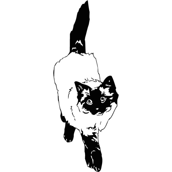 ragdoll Thumbnail