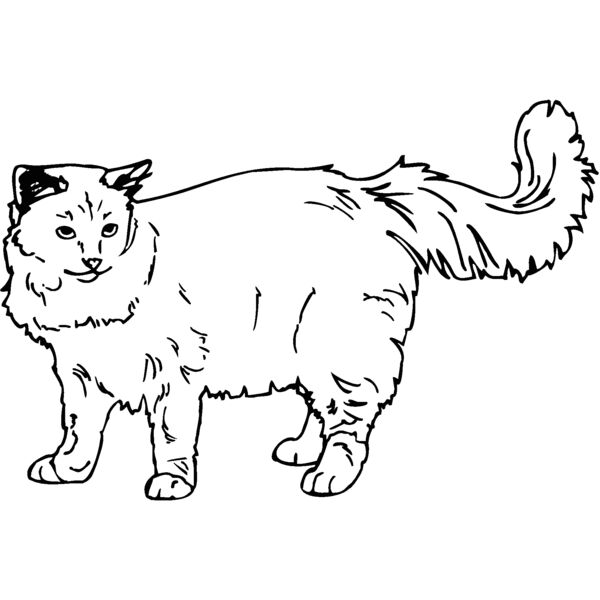 ragdoll  Thumbnail