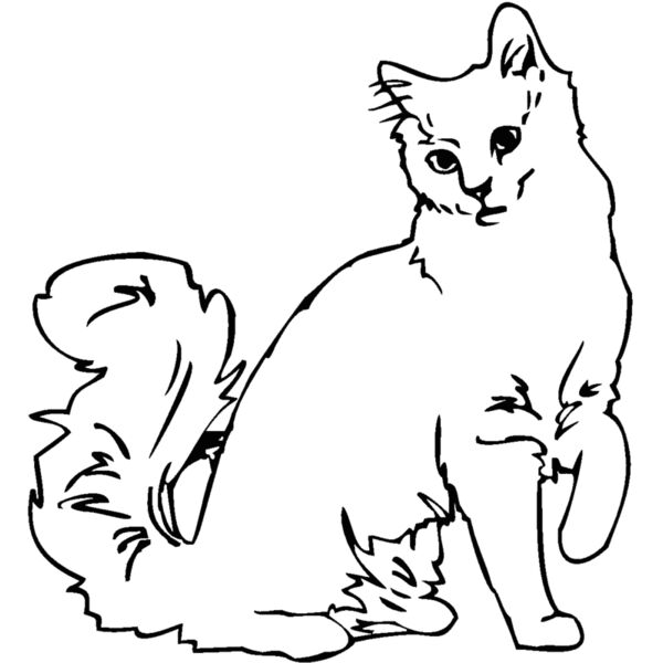 angora c Thumbnail