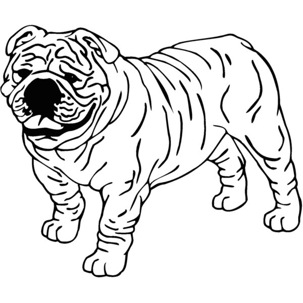 bulldog Thumbnail