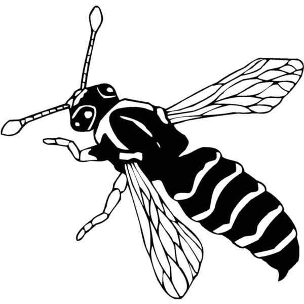 mud wasp Thumbnail