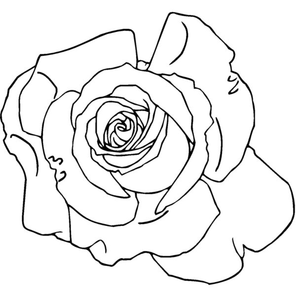 rose4 Thumbnail