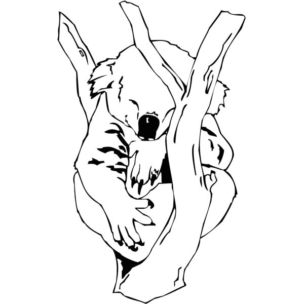 koala Thumbnail