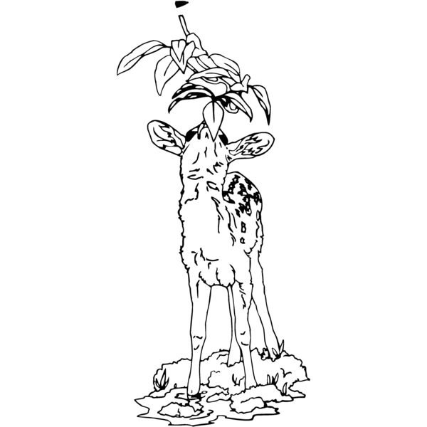 fawn Thumbnail