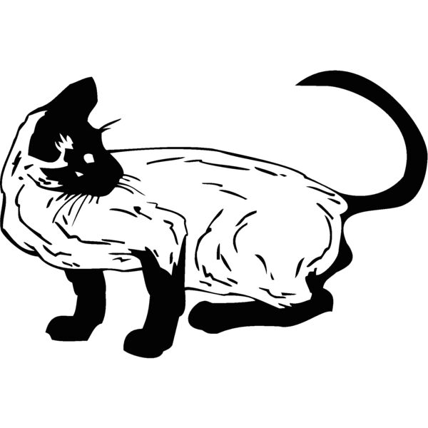 siamese  Thumbnail