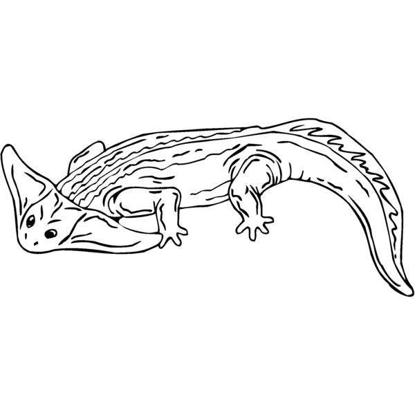 diplocau Thumbnail