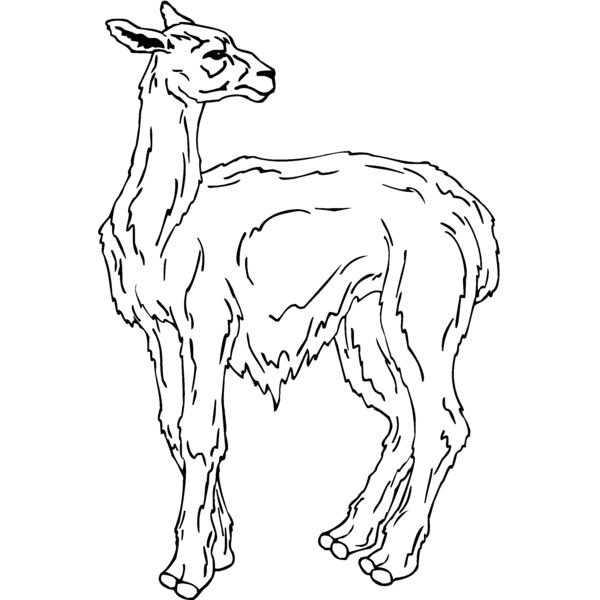 llama Thumbnail
