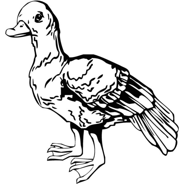 duck Thumbnail