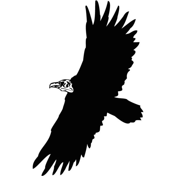 vulture Thumbnail