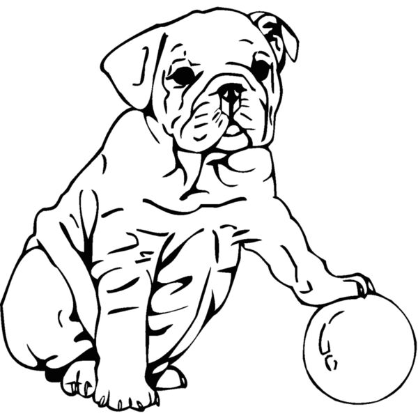 bulldog  Thumbnail