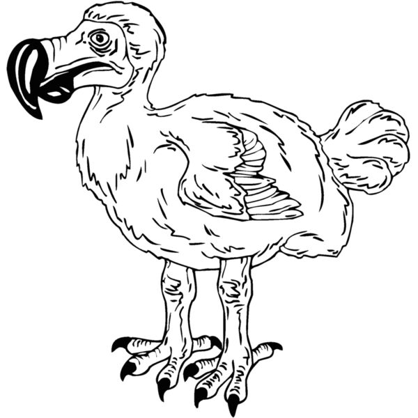 dodo Thumbnail