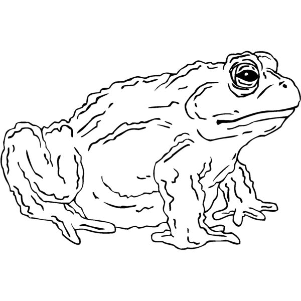 toad Thumbnail