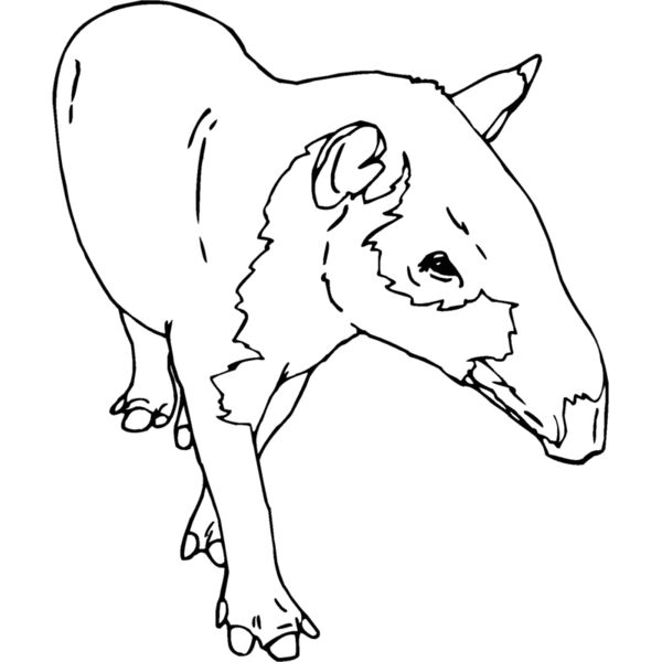 tapir1 Thumbnail