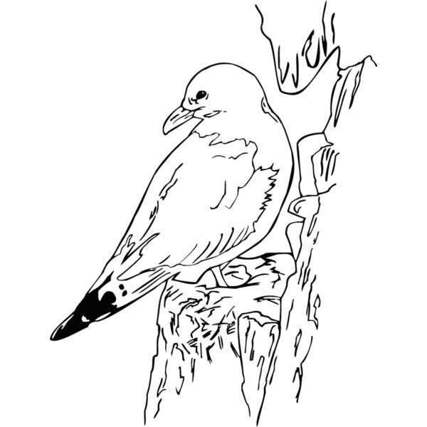 seagull  Thumbnail