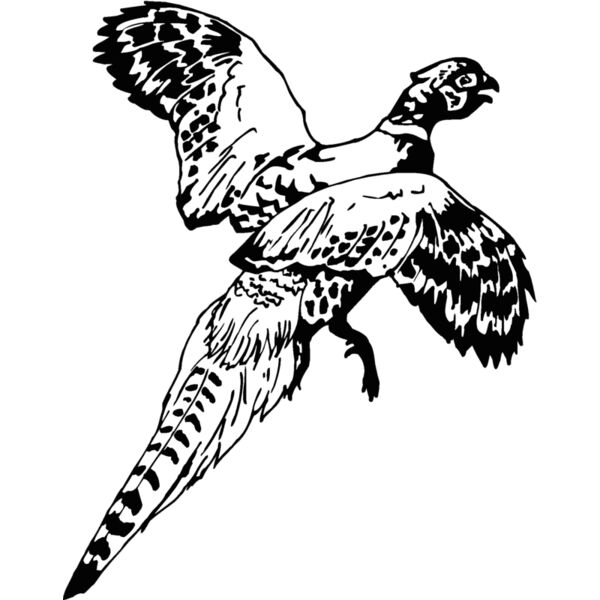 pheasant Thumbnail