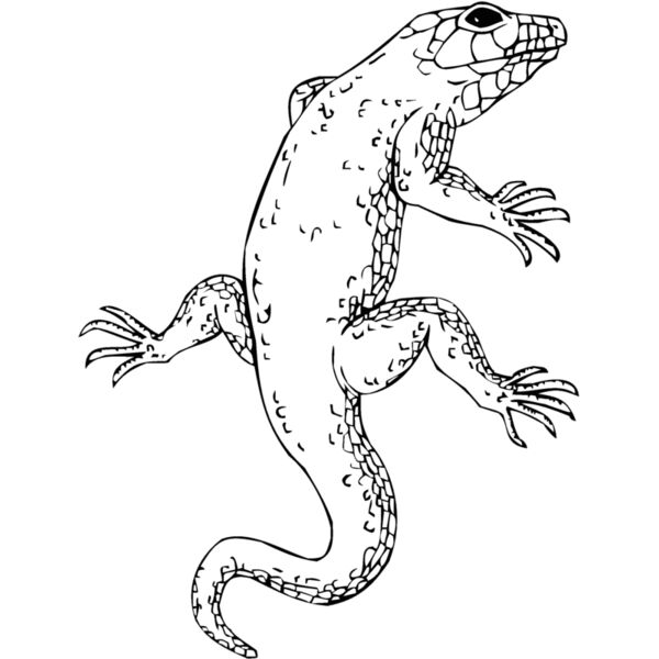lizard Thumbnail