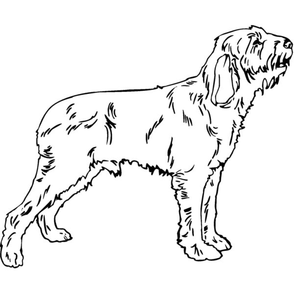 spinone  Thumbnail