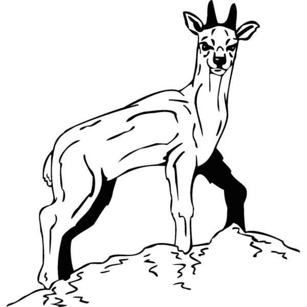 deery Thumbnail