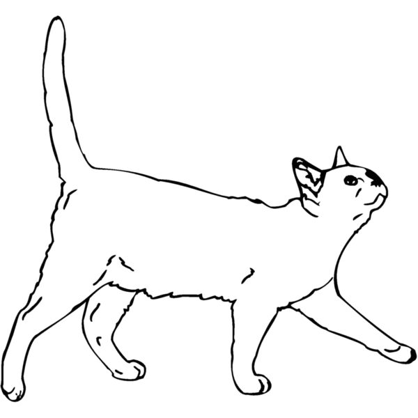 burmese2 Thumbnail