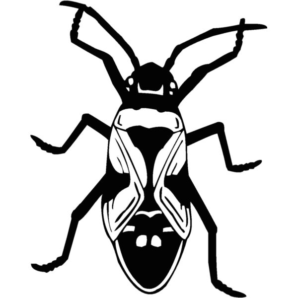 milkweed Thumbnail