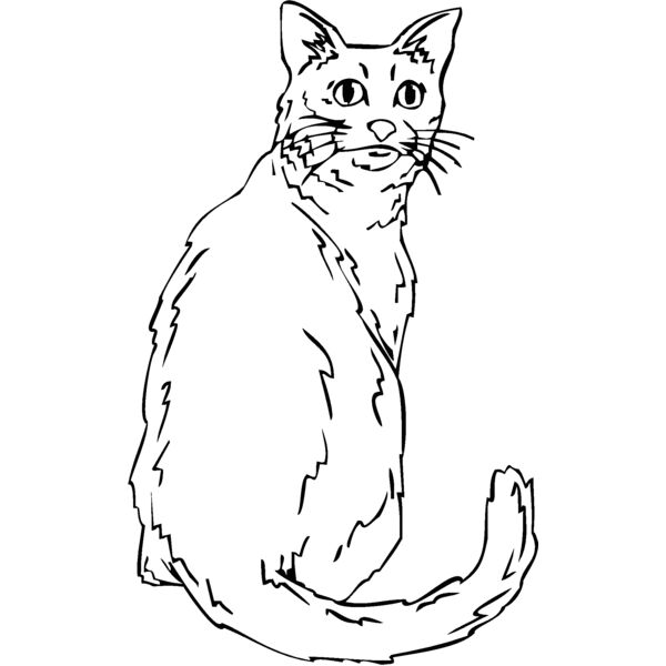 cat Thumbnail