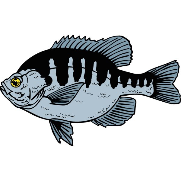 bluegill Thumbnail