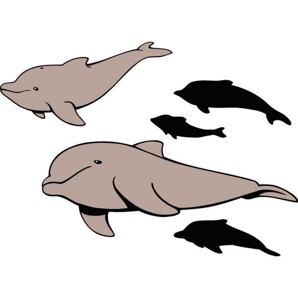 dolphins1 Thumbnail