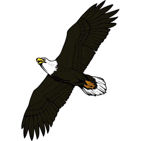 eagle17v4clr Thumbnail